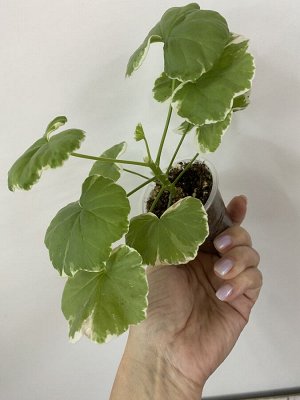 Пеларгония зональная Uaito Ringu