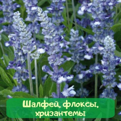 Самый полный ассортимент на цветы и овощи тм Семена Алтая