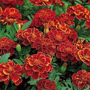 Бархатцы отклоненные "Кармен" 10шт