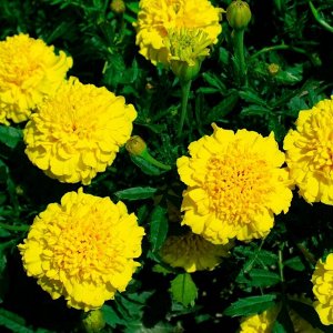 Бархатцы отклоненные "Лемон Дроп" 10шт