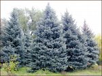 Ель голубая, колючая 20шт