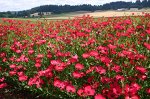 Лён крупноцветковый &quot;Rubrum&quot; 10шт