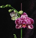 Phal. Lioulin Wild Cat