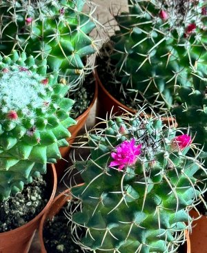 Кактус Фото реальное !!! 
Диаметр : 7 см 
Высота - 15 см