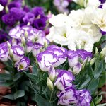 🌷 Цветы от Партнёра — большой выбор Свежих семян