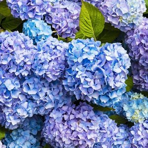 J-Scent W06 Hydrangea – изысканный цветочно-древесный аромат «Гортензия»
