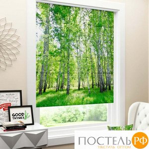 Римские ФОТОшторы блэкаут 60x170 Березовый лес 2