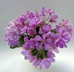 Фиалка Vi-Lac Rose, Мини! Стартер.