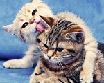Картина по номерам на холсте GX27743