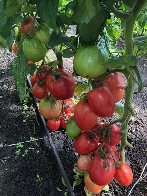 Томат Настенька/Сем Алт/цп 0,05 гр. Наша Селекция!