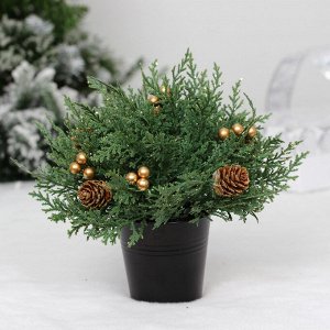 Хвойная композиция "Зимняя хвоя" 22*22*15 см