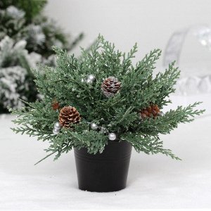 Хвойная композиция "Живая пихта" 22*22*18 см
