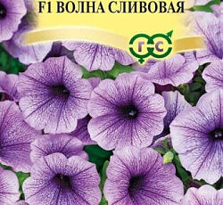 Петуния суперкаскадная Волна сливовая F1