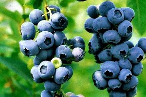 Голубика Ханна Чойс  Р 13 Двухлетка