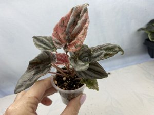 Цветы от FEViolets Пеперомия Tricolor splash