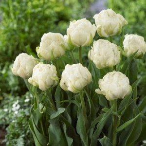 Green Rock Тюльпан махровый поздний Ап Вайт