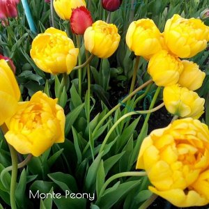 Тюльпан махровый Монте Пион