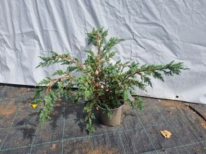 Можжевельник китайский Блю Альпс с2,5 РАСПРОДАЖА