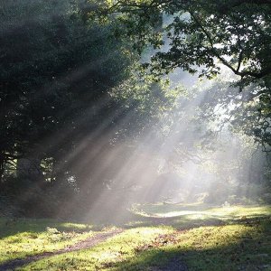 J-Scent W14 Shaft of Light - солнечный аромат с нотами цитруса и дерева