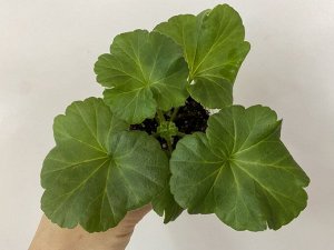 Цветы от FEViolets Пеларгония зональная ЮВ-Принц Полукровка