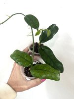 Хойя Globulosa