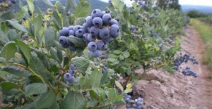 Билокси Голубика высокорослая Билокси - мощный листопадный, плотный кустарник с прямостоячими стеблями высотой до 1,8 м. Ярко-зеленая листва осенью становится алой, а на ней появляются гроздья свисающ
