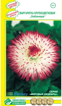 Маргаритка крупноцветковая ХАБАНЕРА бело-розовая (20 шт)