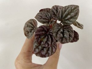 Цветы от FEViolets Пеперомия каперата Schumi Red