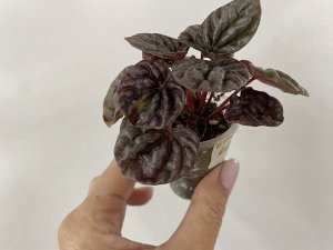 Цветы от FEViolets Пеперомия каперата Schumi Red