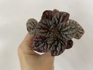 Цветы от FEViolets Пеперомия каперата Schumi Red