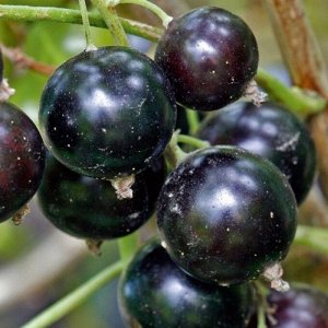 Смородина черная Сластена 2 года
