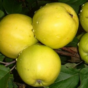 Яблоня Подарок осени 2 года