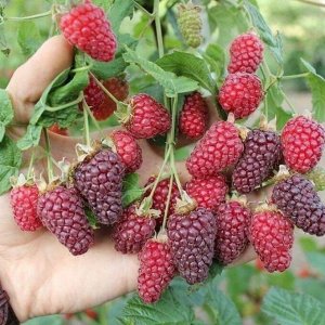 Ежемалина Тайберри р9