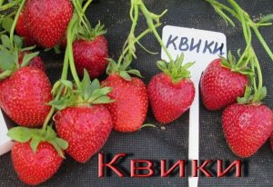 Клубника  Квики  р8