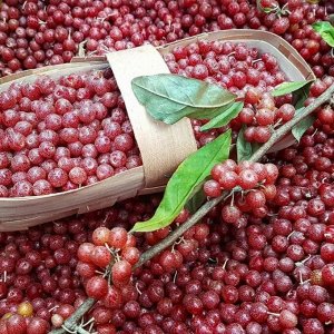 Облепиха Шефердия 2-3 года