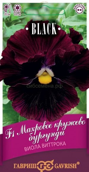 Виола Махровое кружево бургунди (Гавр)