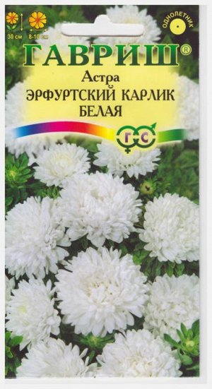 Астра Эрфутский карлик Белая (Код: 9024)