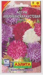 Астра Американская Кустовая (Код: 68579)
