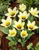 Тюльпан гибрид кауфмана Концерто, 3шт