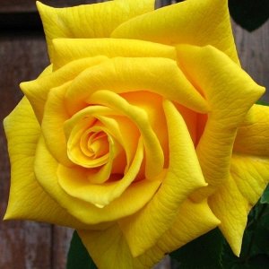 Роза (чайно-гибридная) - Голден Моника
