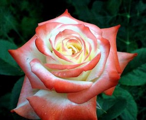 Роза (чайно-гибридная) - Императрица Фара