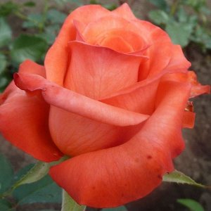 Роза (чайно-гибридная) - Импульс