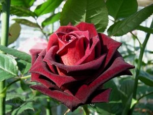 Роза (чайно-гибридная) - Черная магия
