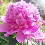Весенние луковичные и саженцы