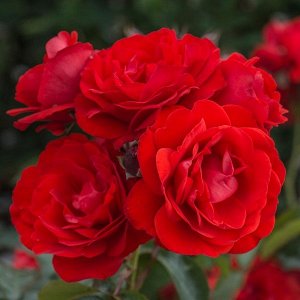 Роза (плетистая) - Дон Жуан