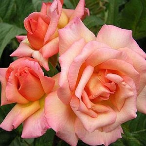 Роза (плетистая) - Компасион
