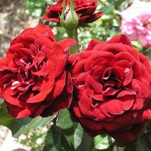 Роза (флорибунда) - Лэвеглут