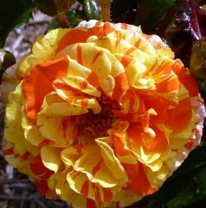 Роза (флорибунда) - Пападжина