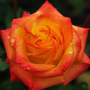 Роза (флорибунда) - Румба