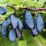 Жимолость камчатская Сибирячка (в тубе)
